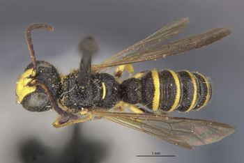 Media type: image;   Entomology 13782 Aspect: habitus dorsal view